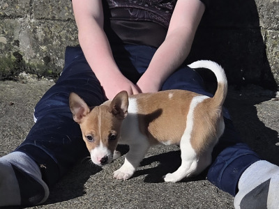 Jack Russell pups in Cavan