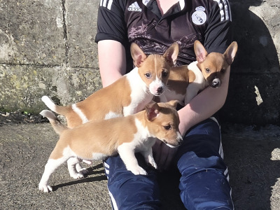 Jack Russell pups in Cavan