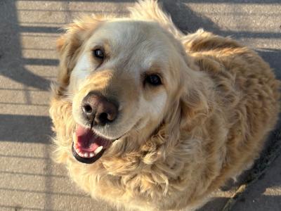 Golden Retrievers for sale - Mother & Daughter - in Kerry