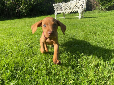 Hungarian Vizsla pups in Kilkenny
