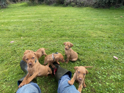 Hungarian Vizsla pups in Kilkenny
