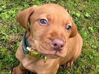 Hungarian Vizsla pups in Kilkenny