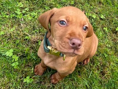 IKC Registered (pending) Hungarian Vizsla puppies in Kilkenny