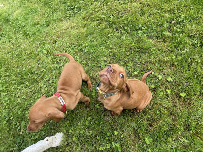 Hungarian Vizsla pups in Kilkenny