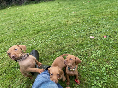 Hungarian Vizsla pups in Kilkenny
