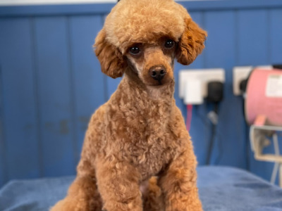 Adorable home Reared Cavapoochon puppies in Limerick