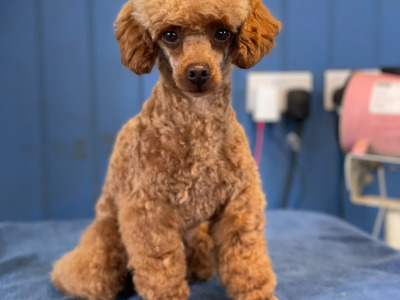 Adorable home Reared Cavapoochon puppies in Limerick