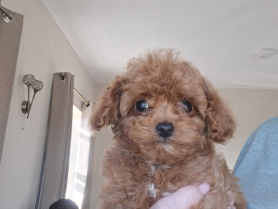 Adorable home Reared Cavapoochon puppies in Limerick