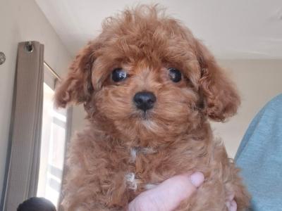 Adorable home Reared Cavapoochon puppies in Limerick