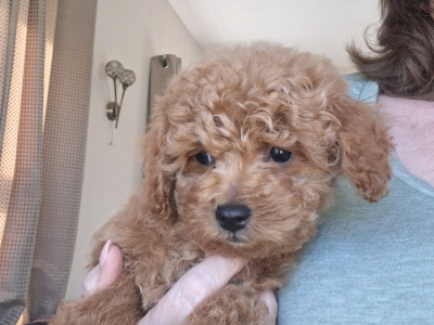 Adorable home Reared Cavapoochon puppies in Limerick