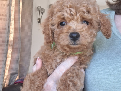Adorable home Reared Cavapoochon puppies in Limerick