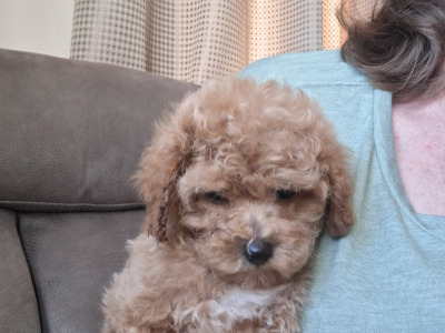 Adorable home Reared Cavapoochon puppies in Limerick