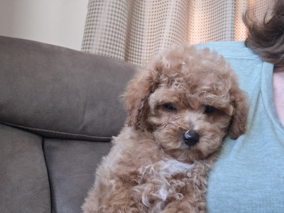 Adorable home Reared Cavapoochon puppies in Limerick