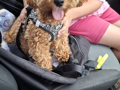 Adorable home Reared Cavapoochon puppies in Limerick