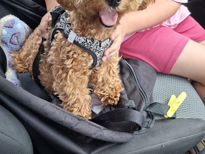 Adorable home Reared Cavapoochon puppies in Limerick
