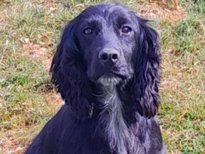 Friendly female Cocker Spaniel in Waterford