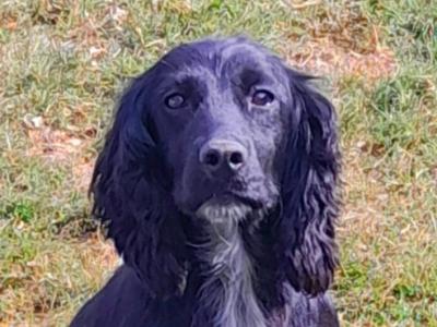 Friendly female Cocker Spaniel 5½ years old in Waterford