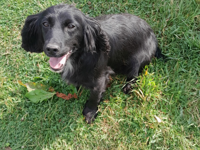 Friendly female Cocker Spaniel in Waterford