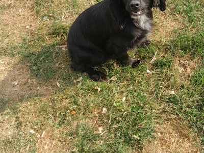 Friendly female Cocker Spaniel in Waterford