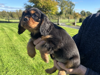 Cavalier King Charles Spaniel puppies in Longford