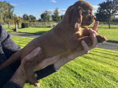 Cavalier King Charles Spaniel puppies in Longford