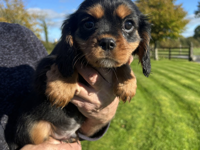 Cavalier King Charles Spaniel puppies in Longford