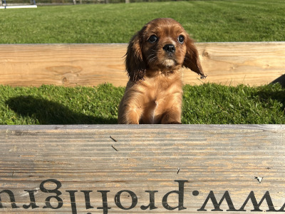 Cavalier King Charles Spaniel puppies in Longford