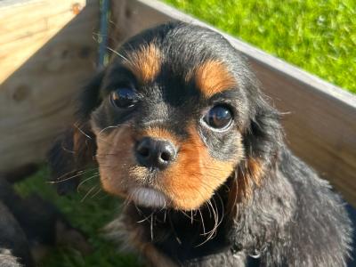 Cavalier King Charles Spaniel puppies in Longford