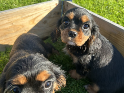Cavalier King Charles Spaniel puppies in Longford