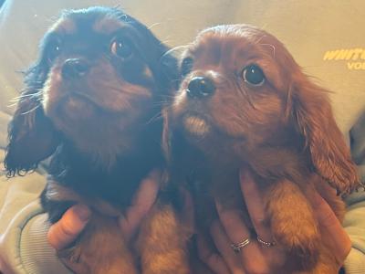 Cavalier King Charles Spaniel puppies in Longford