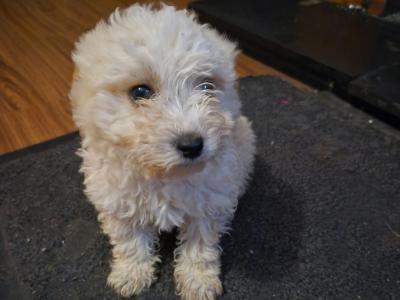 Beautiful male miniature Poodle x Bichon Frise puppies (Poochon) in Kilkenny