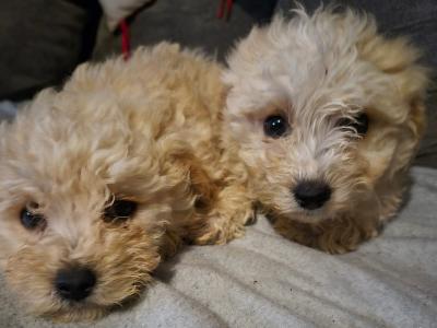 Beautiful male miniature Poodle x Bichon Frise puppies (Poochon) in Kilkenny
