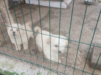 Beautiful male miniature Poodle x Bichon Frise puppies (Poochon) in Kilkenny