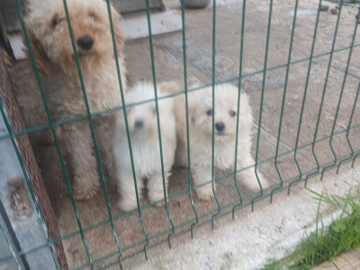 Beautiful male miniature Poodle x Bichon Frise puppies (Poochon) in Kilkenny