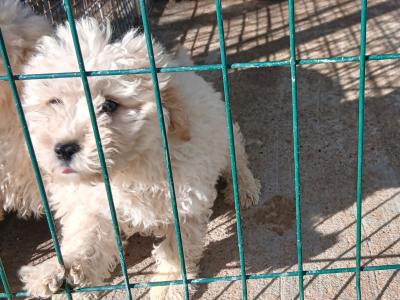 Beautiful male miniature Poodle x Bichon Frise puppies (Poochon) in Kilkenny