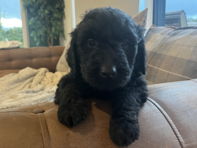 Gorgeous Goldendoodle puppies in Offaly are looking for Their Forever Homes! 🐾