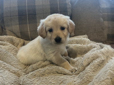 Gorgeous Goldendoodle puppies in Offaly are looking for Their Forever Homes! 🐾