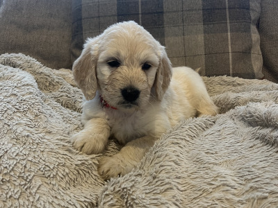 Gorgeous Goldendoodle puppies in Offaly are looking for Their Forever Homes! 🐾