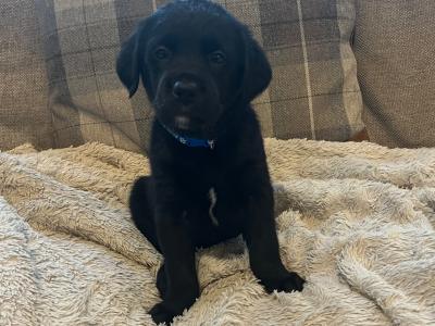 Gorgeous Goldendoodle puppies in Offaly are looking for Their Forever Homes! 🐾
