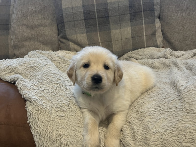 Gorgeous Goldendoodle puppies in Offaly are looking for Their Forever Homes! 🐾