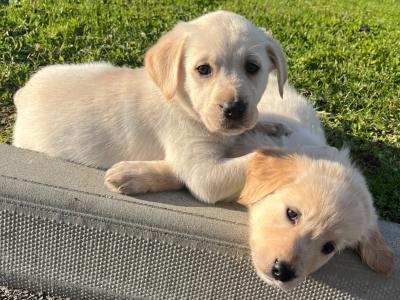 Gorgeous Goldendoodle puppies in Offaly are looking for Their Forever Homes! 🐾