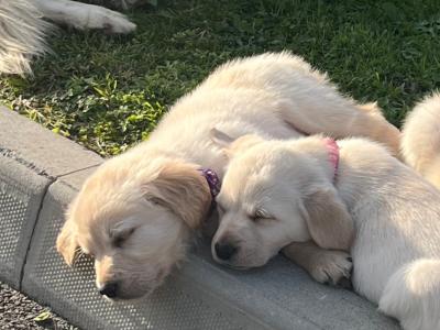 Gorgeous Goldendoodle puppies in Offaly are looking for Their Forever Homes! 🐾