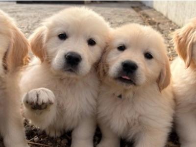 Gorgeous Golden Retriever puppies in Wexford 2 MALES AVAILABLE