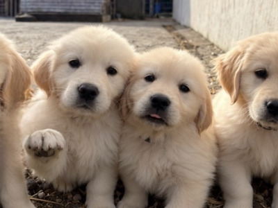 Gorgeous Golden Retriever puppies in Wexford 2 MALES AVAILABLE