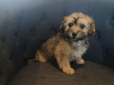 5 Bichon Frise x Dachshund puppies in Carlow