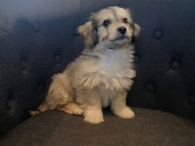 5 Bichon Frise x Dachshund puppies in Carlow