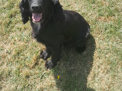 Friendly female Cocker Spaniel in Waterford