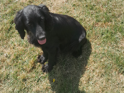 Friendly female Cocker Spaniel in Waterford