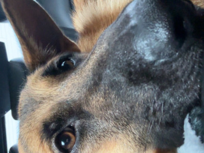 10 month old male German Shepherd x Border Collie in Offaly