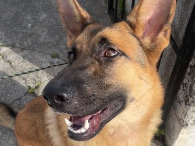 10 month old male German Shepherd x Border Collie in Offaly
